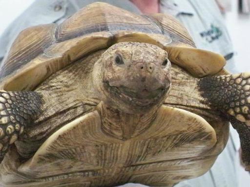Spurred Tortoise from WOTM.jpg