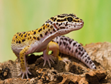 leopard gecko.PNG